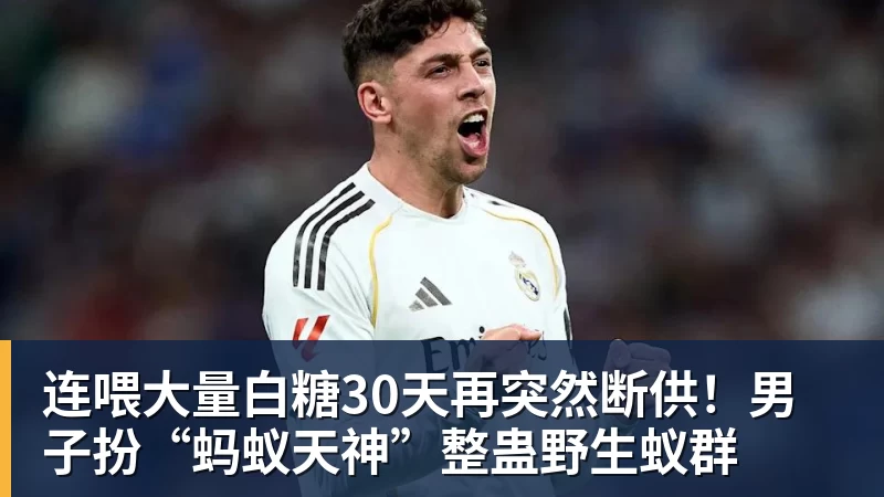 连喂大量白糖30天再突然断供!男子扮“蚂蚁天神”整蛊野生蚁群 连喂大量白糖30天再突然断供!男子扮“蚂蚁天神”整蛊野生蚁群